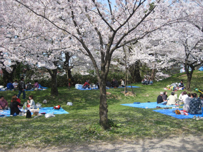 鶴岡の桜