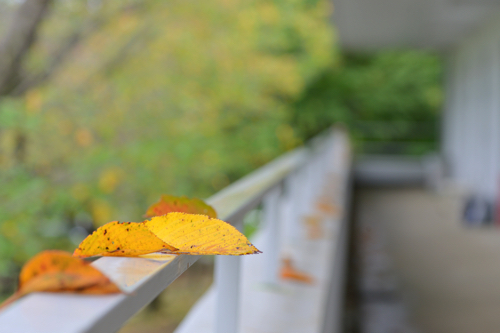 「秋のささやき」の画像